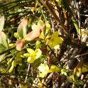 Jasminum nudiflorum P5